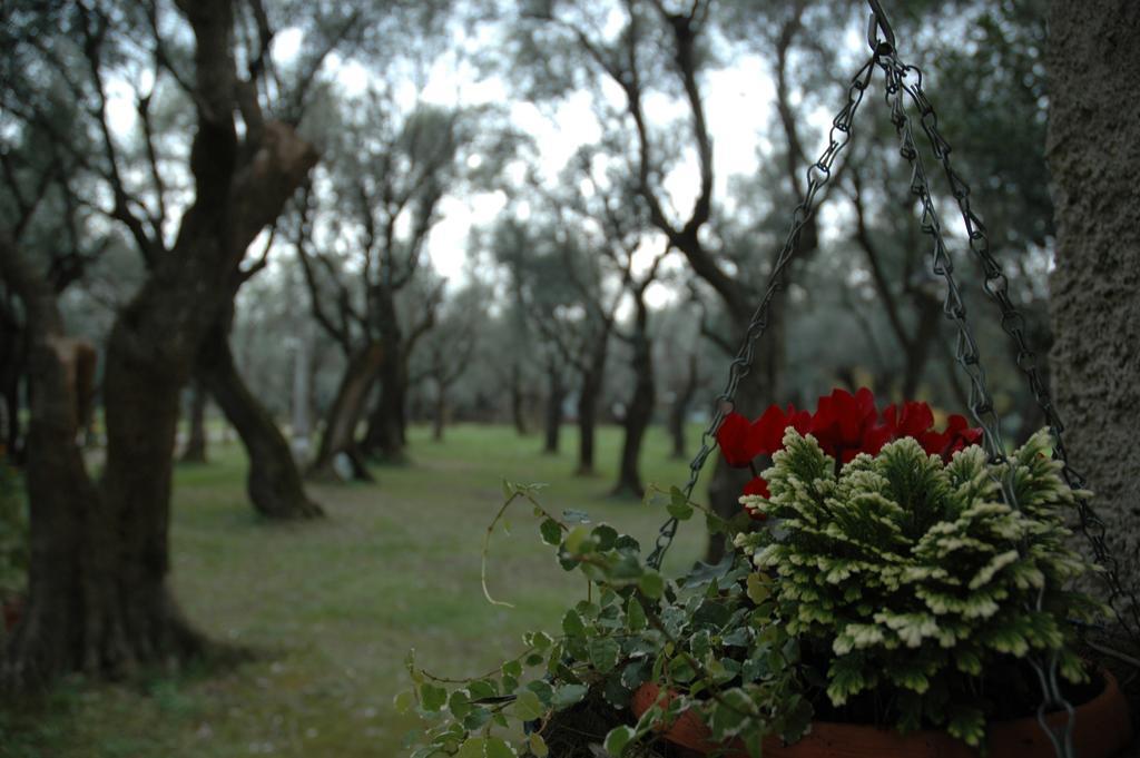 Antico Uliveto Guest House Seravezza Luaran gambar