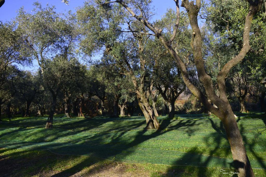 Antico Uliveto Guest House Seravezza Luaran gambar